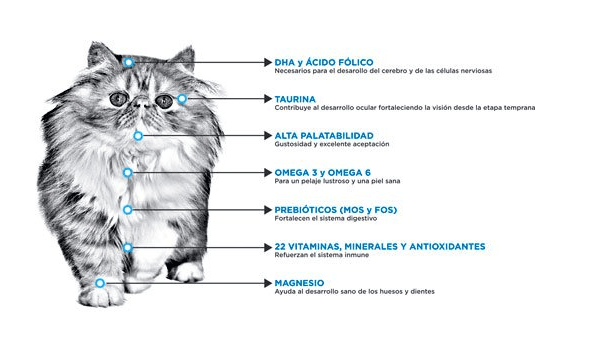 Nupec Felino Kitten 3Kg