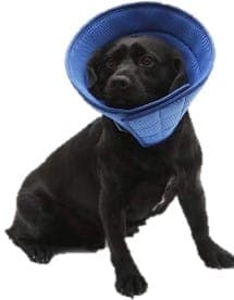Collar Isabelino Cono Xl Importacion