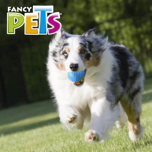 Pelota Flash con Sonido Fetch