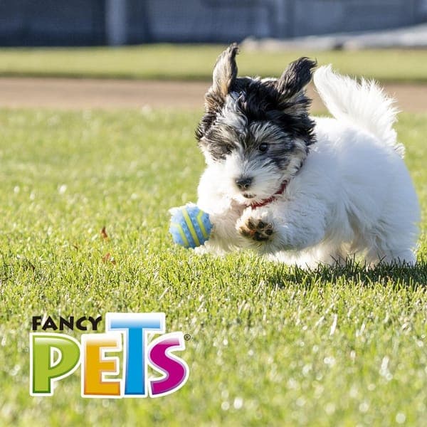 Pelota Spiky Ch Fetch