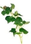 Guia Follaje Fino P/terrario 70cm